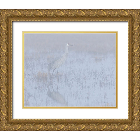Sandhill crane-foggy morning-Bosque del Apache National Wildlife Refuge-New Mexico Gold Ornate Wood Framed Art Print with Double Matting by Pryor-Luzier, Maresa