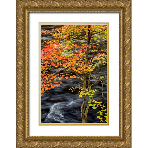 USA-New York-Adirondacks Long Lake-young maple beside the Raquette River Gold Ornate Wood Framed Art Print with Double Matting by Collins, Ann