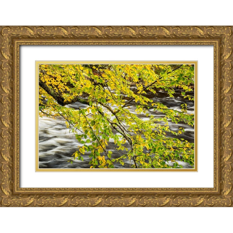USA-New York-Adirondacks Long Lake-Raquette River flows behind autumn foliage Gold Ornate Wood Framed Art Print with Double Matting by Collins, Ann