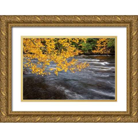 USA-New York-Adirondacks Long Lake-yellow foliage along the Raquette River at Forked Lake Gold Ornate Wood Framed Art Print with Double Matting by Collins, Ann