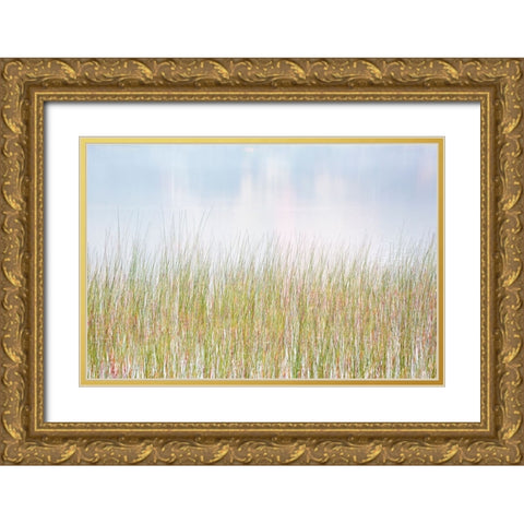 USA-New York-Adirondacks Long Lake-reeds-fog-and reflected fall color at Eaton Lake Gold Ornate Wood Framed Art Print with Double Matting by Collins, Ann