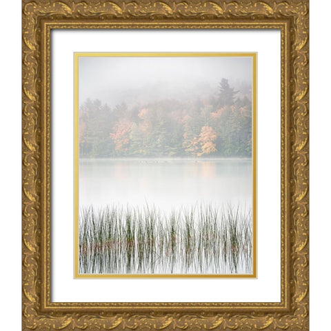 USA-New York-Adirondacks Long Lake-reeds-fog-and fall foliage at Eaton Lake Gold Ornate Wood Framed Art Print with Double Matting by Collins, Ann