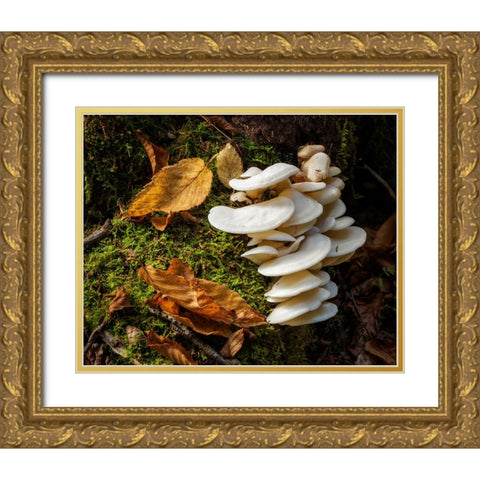 USA-New York-Adirondacks Long Lake-fungi growing at base of tree next to Forked Lake Gold Ornate Wood Framed Art Print with Double Matting by Collins, Ann