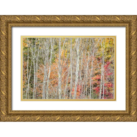 USA-New York-Adirondacks Keene-autumn foliage past peak Gold Ornate Wood Framed Art Print with Double Matting by Collins, Ann