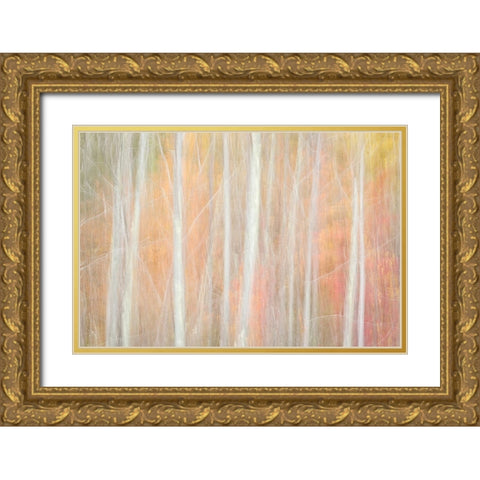 USA-New York-Adirondacks Keene-abstract of autumn foliage and bare trees Gold Ornate Wood Framed Art Print with Double Matting by Collins, Ann