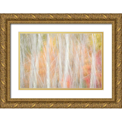 USA-New York-Adirondacks Keene-abstract of autumn foliage and bare trees Gold Ornate Wood Framed Art Print with Double Matting by Collins, Ann