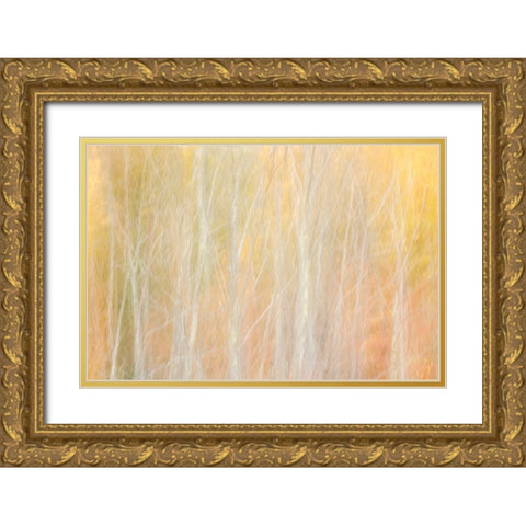 USA-New York-Adirondacks Keene-abstract of autumn foliage and bare trees Gold Ornate Wood Framed Art Print with Double Matting by Collins, Ann