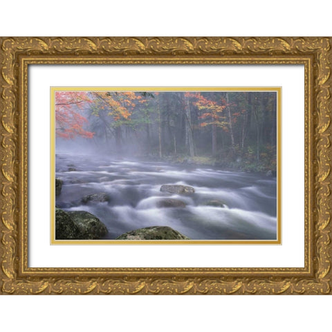 NY, Adirondacks, Big Moose River rapids in Fall Gold Ornate Wood Framed Art Print with Double Matting by Rotenberg, Nancy