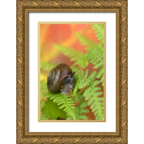 USA, New York, Adirondacks, Snail on Fern in Fall Gold Ornate Wood Framed Art Print with Double Matting by Rotenberg, Nancy