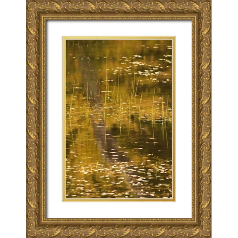 NY, Adirondack Park Fall reflections on a pond Gold Ornate Wood Framed Art Print with Double Matting by OBrien, Jay