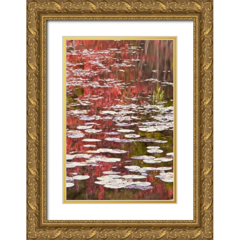 PA Autumn reflections and lily pads on lake Gold Ornate Wood Framed Art Print with Double Matting by OBrien, Jay