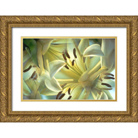 NY, Slingerlands Oriental lilies abstract Gold Ornate Wood Framed Art Print with Double Matting by Noble Gardner, Nancy