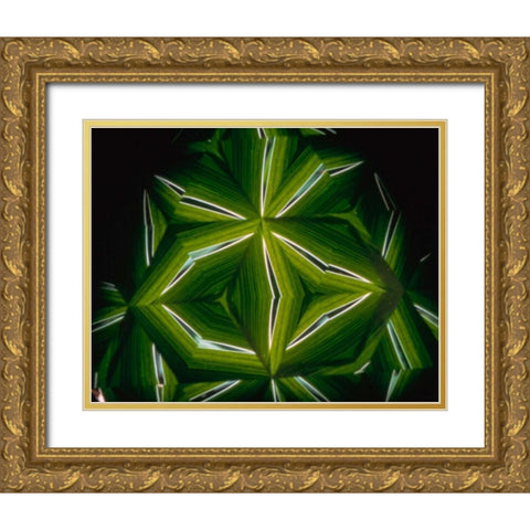 NY, Slingerlands A kaleidoscope of  iris leaves Gold Ornate Wood Framed Art Print with Double Matting by Noble Gardner, Nancy