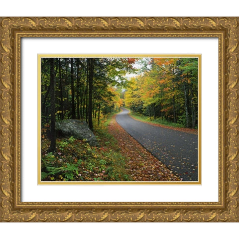 NY, Adirondack Mts Autumn trees line road Gold Ornate Wood Framed Art Print with Double Matting by Terrill, Steve