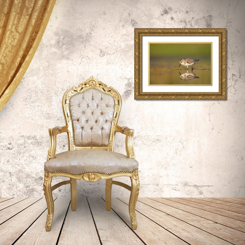 New York City, Semipalmated sandpiper hunts Gold Ornate Wood Framed Art Print with Double Matting by Morris, Arthur