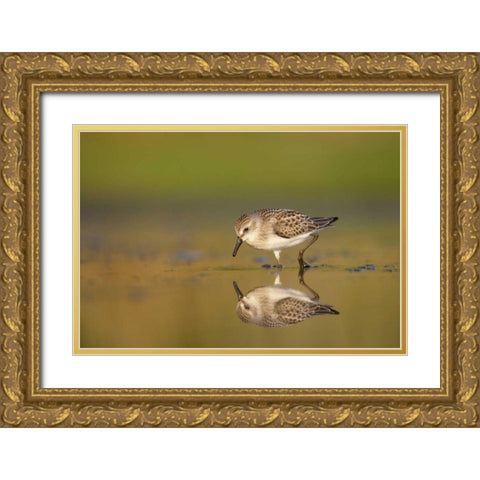 New York City, Semipalmated sandpiper hunts Gold Ornate Wood Framed Art Print with Double Matting by Morris, Arthur