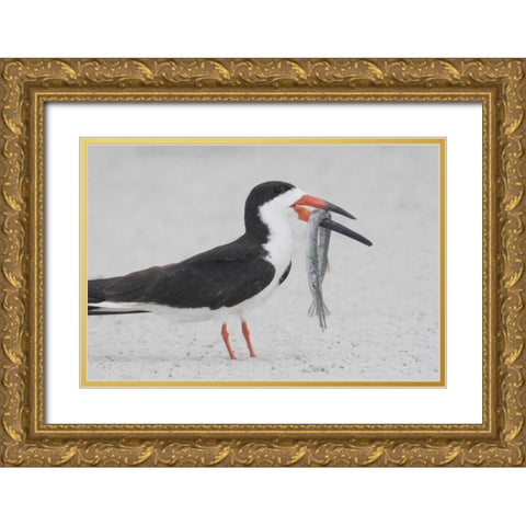 NY, Point Lookout Black skimmer with fish Gold Ornate Wood Framed Art Print with Double Matting by Morris, Arthur