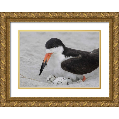 NY, Nickerson Beach Black skimmer sits on eggs Gold Ornate Wood Framed Art Print with Double Matting by Morris, Arthur
