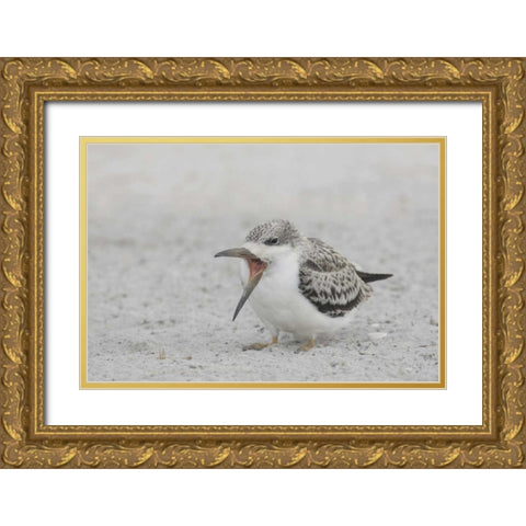 NY, Nickerson Beach, Black skimmer chick on beach Gold Ornate Wood Framed Art Print with Double Matting by Morris, Arthur