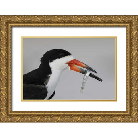 NY, Nickerson Beach, Black skimmer carrying fish Gold Ornate Wood Framed Art Print with Double Matting by Morris, Arthur