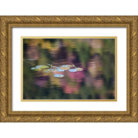 NY, Adirondack Lily pads amid fall reflections Gold Ornate Wood Framed Art Print with Double Matting by Rotenberg, Nancy