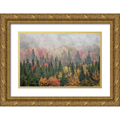 USA, New York, Adirondacks State Park Gold Ornate Wood Framed Art Print with Double Matting by OBrien, Jay