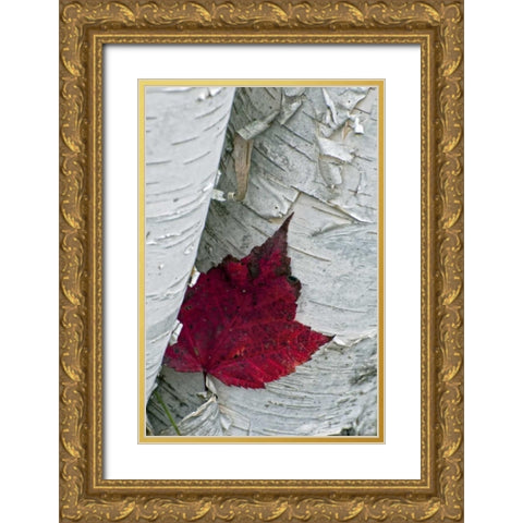 New York, Inlet Maple leaf on aspen tree trunk Gold Ornate Wood Framed Art Print with Double Matting by OBrien, Jay