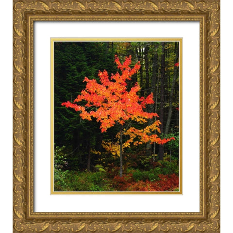 New York, Adirondack Park, Autumn Maple trees Gold Ornate Wood Framed Art Print with Double Matting by Talbot Frank, Christopher