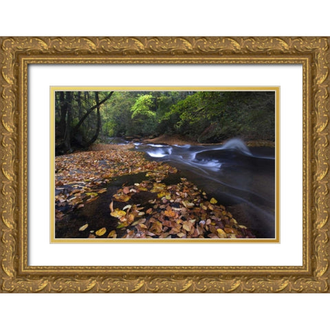 New York, Adirondack Mts Leaves and stream Gold Ornate Wood Framed Art Print with Double Matting by Rotenberg, Nancy