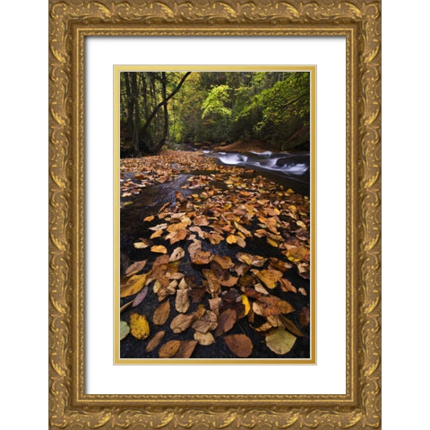 New York, Adirondack Mts Leaves and stream Gold Ornate Wood Framed Art Print with Double Matting by Rotenberg, Nancy