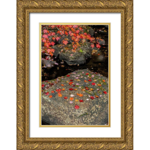 NY, Adirondack Mountains Autumn leaves on rock Gold Ornate Wood Framed Art Print with Double Matting by OBrien, Jay