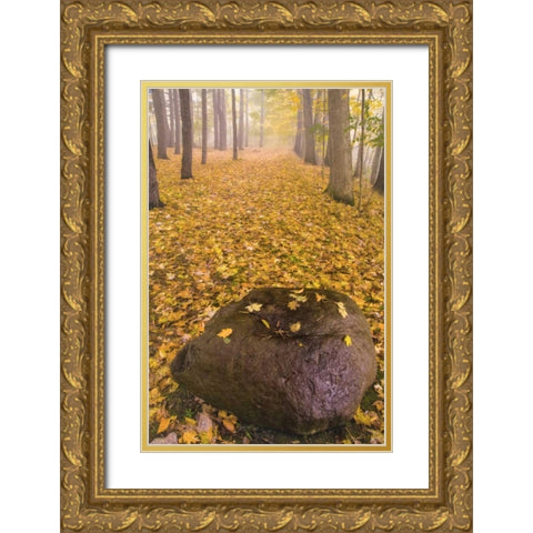 New York, Letchworth SP Autumn forest scenic Gold Ornate Wood Framed Art Print with Double Matting by OBrien, Jay