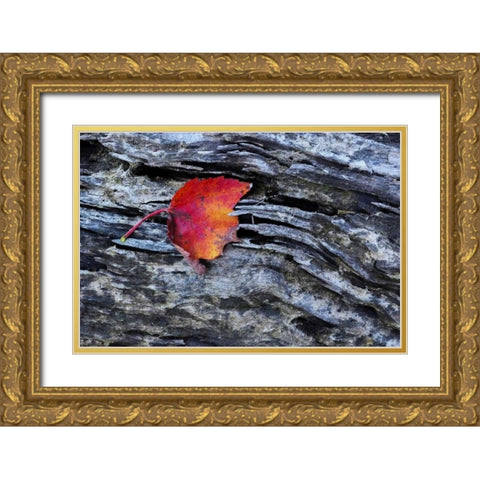 New York, Adirondack Mountains Leaf on dark rock Gold Ornate Wood Framed Art Print with Double Matting by OBrien, Jay