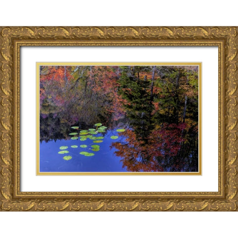 NY, Adirondack Mts Trees reflecting in water Gold Ornate Wood Framed Art Print with Double Matting by OBrien, Jay