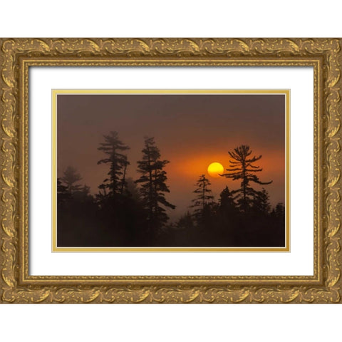 NY, Adirondack Mts Forest silhouette at sunset Gold Ornate Wood Framed Art Print with Double Matting by OBrien, Jay