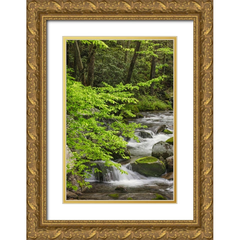 Cascading mountain stream-Great Smoky Mountains National Park-Tennessee-North Carolina Gold Ornate Wood Framed Art Print with Double Matting by Jones, Adam