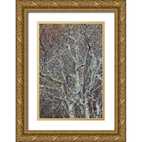 Lichen covered trees at high elevation-Great Smoky Mountains National Park-North Carolina Gold Ornate Wood Framed Art Print with Double Matting by Jones, Adam