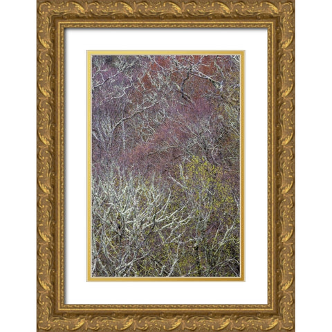 Lichen covered trees at high elevation-Great Smoky Mountains National Park-North Carolina Gold Ornate Wood Framed Art Print with Double Matting by Jones, Adam