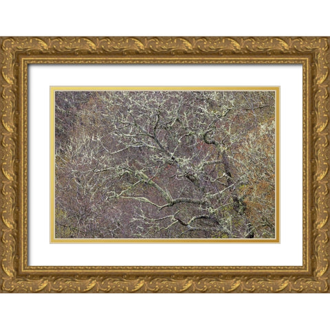 Lichen covered trees at high elevation-Great Smoky Mountains National Park-North Carolina Gold Ornate Wood Framed Art Print with Double Matting by Jones, Adam