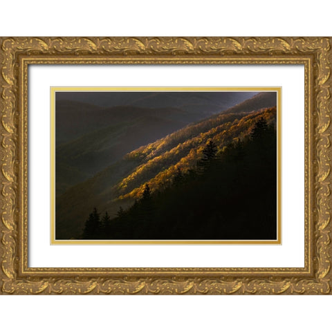 First light morning on early spring trees-Oconaluftee Valley-Great Smoky Mountains National Park Gold Ornate Wood Framed Art Print with Double Matting by Jones, Adam