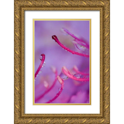 North Carolina Catawba rhododendron with dew Gold Ornate Wood Framed Art Print with Double Matting by Rotenberg, Nancy