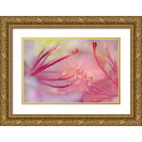 North Carolina Catawba rhododendron with dew Gold Ornate Wood Framed Art Print with Double Matting by Rotenberg, Nancy