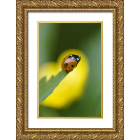 USA, North Carolina, Ladybug on tip of leaf Gold Ornate Wood Framed Art Print with Double Matting by Rotenberg, Nancy