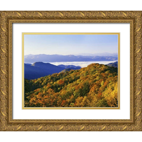 NC, Great Smoky Mts Forest in autumn Gold Ornate Wood Framed Art Print with Double Matting by Flaherty, Dennis