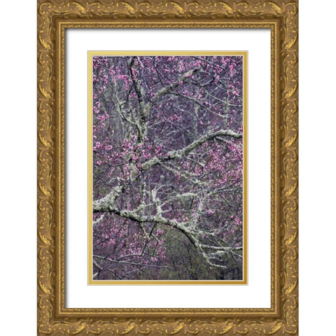 North Carolina, Smoky Mts Cherry blossom tree Gold Ornate Wood Framed Art Print with Double Matting by Rotenberg, Nancy