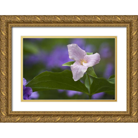 NC, Great Smoky Mts White trillium in spring Gold Ornate Wood Framed Art Print with Double Matting by Rotenberg, Nancy