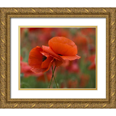 North Carolina Red poppies intertwined in field Gold Ornate Wood Framed Art Print with Double Matting by Rotenberg, Nancy