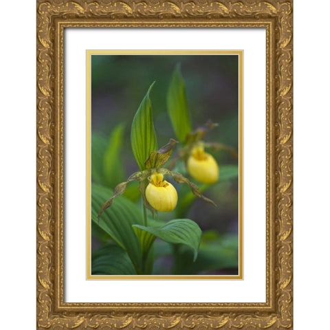 North Carolina Yellow ladys slipper flowers Gold Ornate Wood Framed Art Print with Double Matting by Rotenberg, Nancy
