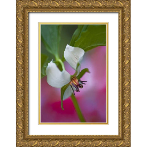 NC, Great Smoky Mts A southern nodding trillium Gold Ornate Wood Framed Art Print with Double Matting by Rotenberg, Nancy