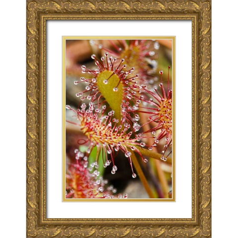 North Carolina Carnivorous sundew plant Gold Ornate Wood Framed Art Print with Double Matting by Flaherty, Dennis